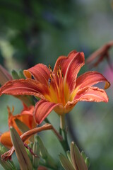 orange tiger lily