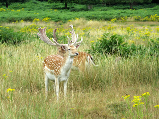 Deer in Richmond Park