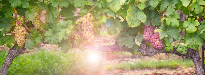 grapes on vine growing in vineyard © Vera Kuttelvaserova