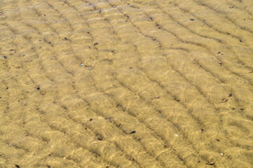 Sandy river bed and freshwater shells