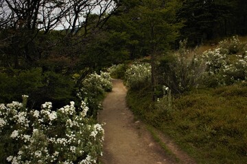 camino