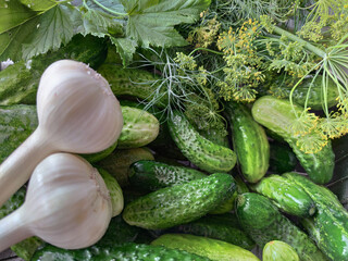 Vegetables for conservation. Spicy herbs and vegetables on a gray surface. Garlic, dill, cucumbers, currant leaves, close-up, background.