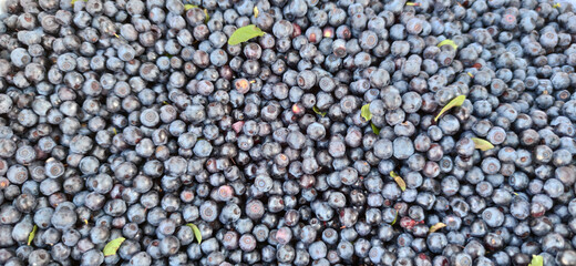 Blueberry background. Blueberries, place for your text. Vegan and vegetarian concepts.