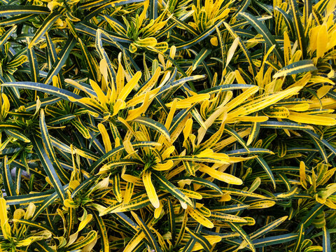 Closeup shot of green and yellow leaves of codiaeum sunny star plant