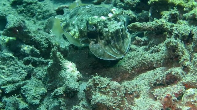 Wild cuttlefish hiding and running in the clean blue water.