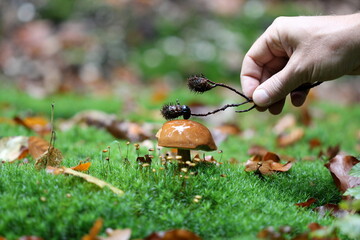 Obraz premium Little beetle at a mushroom