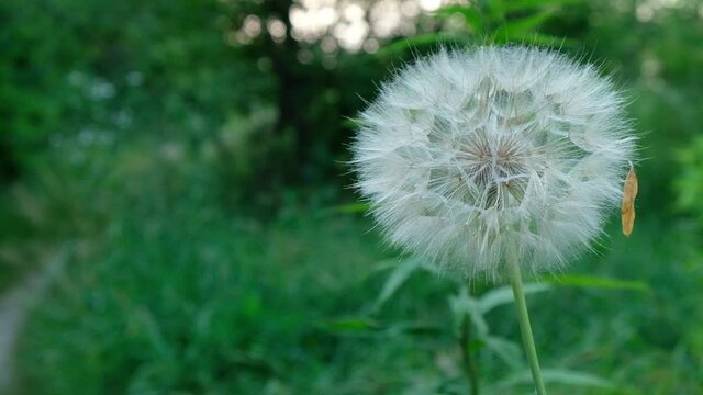 Oriental Salsify giant dandelion close up with copy space. High quality FullHD footage
