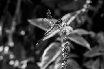 dragonfly in the garden