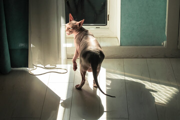 Bald Canadian sphinx cat on a white wooden floor walks to a balcony. Contrasting shadows in a...