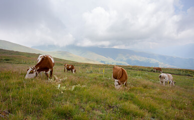 Fototapeta na wymiar Simmental cattle grazing on mountains