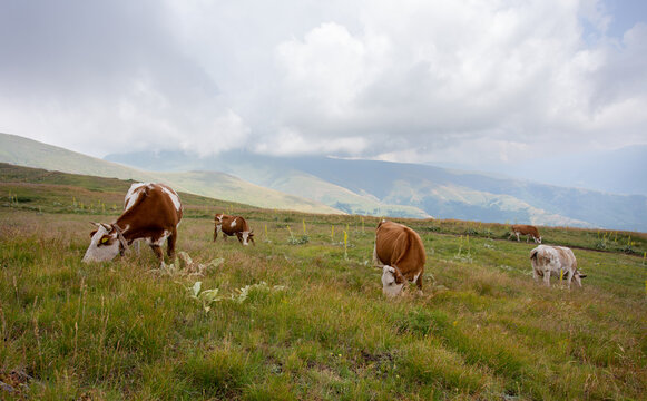 Simmental cattle grazing on mountains