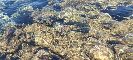 beautiful fish underwater. inhabitants of the red sea. fish of egypt