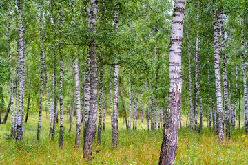 Obraz premium Green birch grove in Russia.