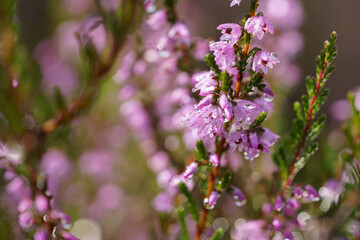 Lavender. Vibrant pink common heather (Calluna vulgaris) blossoming outdoors. Botanical photo.