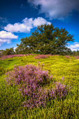 Fototapeta na wymiar Enchanting landscape scenery of heathland on the dutch Veluwe