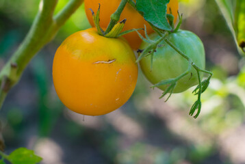 Yellow tomatoes in the garden on a sunny day. Organic farming in the country or in the garden. Harvest summer vegetables