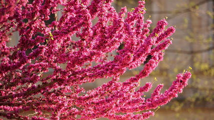 beautiful pink flower branches