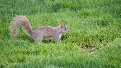 furry squirrel playing in the green grass ground