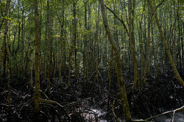 Wild mangrove forest. Mangrove trees close up