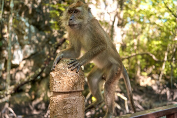 A wild monkey sits on a bridge in the mangrove forest