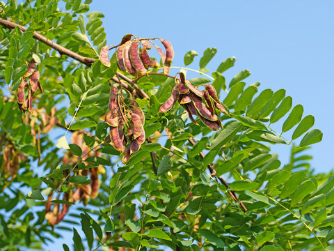 H&uuml;lsenfr&uuml;chte der Robinie, Robinia