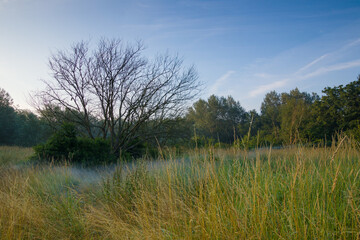 The clearing in the morning