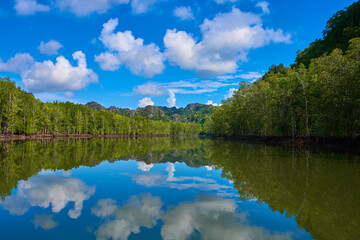 Fototapeta na wymiar Pure nature landscape river among mangrove forests