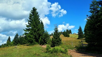 Fototapeta premium Pine forest on moutain Ozren, near Sarajevo, Bosnia and Herzegovina