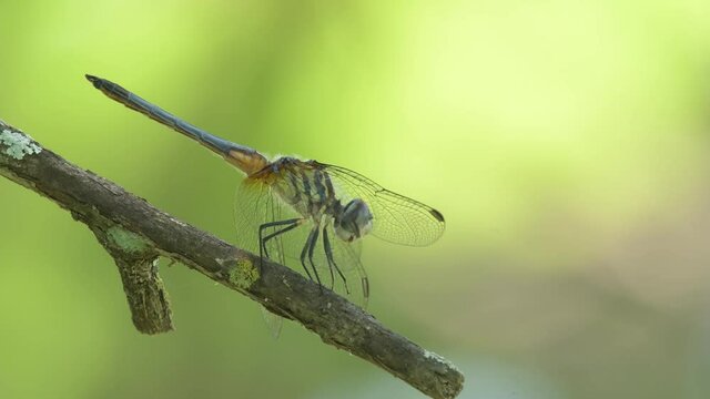 Beautiful Blue Dasher dragonfly resting on a stick, with a green  background