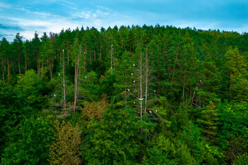 Aerial view of storks in trees