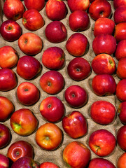 Fruit - Apples