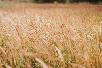 Nature background with dry yellow golden reed. Wild grass in summer meadow. Warm earth natural tones.