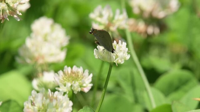 Gray Hairstreak butterfly getting nectar from a white clover flower
