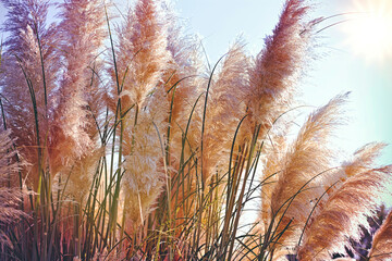 Fototapety  Beatutiful nature, reed in the wind, high dry seeds of reed - cane, dry reed, dry cane in meadow