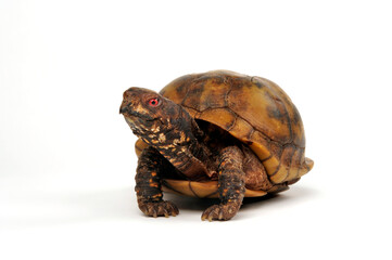 Three-toed box turtle, Common box turtle // Dreizehen-Dosenschildkröte, Carolina-Dosenschildkröte (Terrapene carolina triunguis)