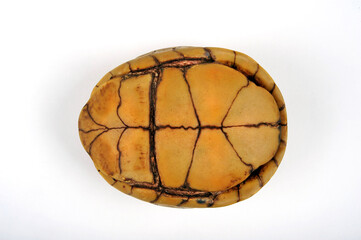Fototapeta na wymiar Three-toed box turtle, Common box turtle // Dreizehen-Dosenschildkröte, Carolina-Dosenschildkröte (Terrapene carolina triunguis)
