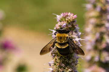 Eastern Carpenter Bee on Anise Hyssop Flowers