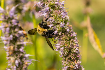 Eastern Carpenter Bee on Anise Hyssop Flowers