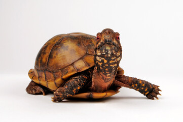 Dreizehen-Dosenschildkröte, Carolina-Dosenschildkröte // Three-toed box turtle, Common box turtle (Terrapene carolina triunguis)