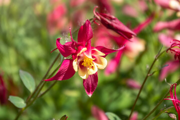 Beautiful native wild flower of western Canada. Aquilegia formosa, crimson columbine, western columbine, or red columbine. Close-up vibrant red and yellow color flower.