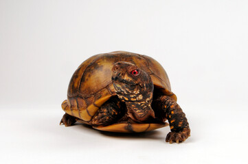 Three-toed box turtle, Common box turtle // Dreizehen-Dosenschildkröte, Carolina-Dosenschildkröte (Terrapene carolina triunguis)