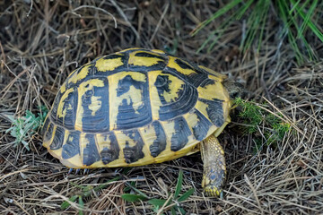 Eine Griechische Landschildkröte in freier Natur.