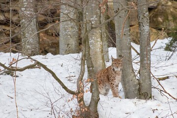 Naklejka premium lynx in the snow