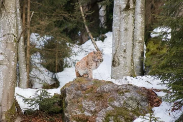 Zelfklevend Fotobehang lynx in the snow © Hana