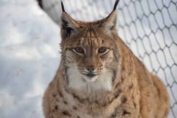 lynx in the snow