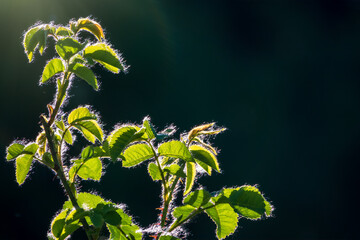 Green bushes with young leaves in the sunset