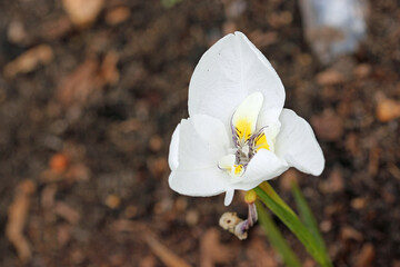 White western flag iris flower close up