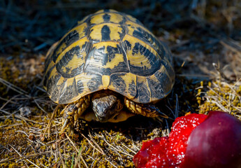 Eine Griechische Landschildkröte in freier Natur.