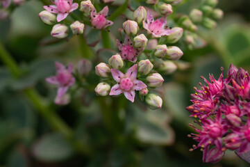 Stonecrop Flowers in Bloom in Summer