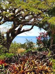 Picturesque peek towards the Caribbean sea from within a lush tropical seaside garden on the beautiful island of St Kitts.